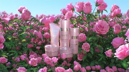 玫瑰花與三維場(chǎng)景 Skycaier文教用品的創(chuàng)意融合